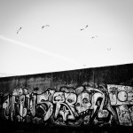 Tallinn birds BW2